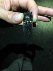 Neotibicen tibicen tibicen