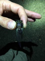 Neotibicen tibicen tibicen