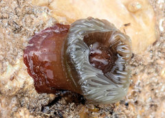 Isanemonia australis