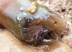 Isanemonia australis