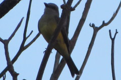 Tyrannus albogularis