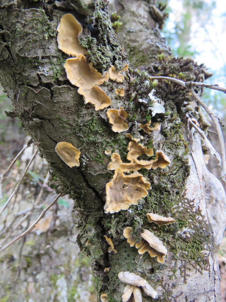 Stereum hirsutum · September 2020 · photo: © nicoolejnik (iNaturalist, cc-by)