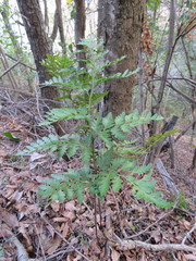 Lophosoria