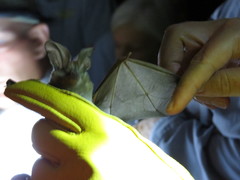 Macrotus californicus