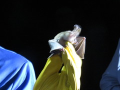 Macrotus californicus