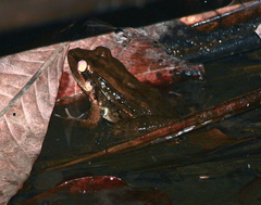 Leptodactylus insularum