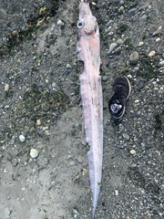 Trachipterus altivelis