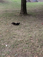 Sciurus carolinensis