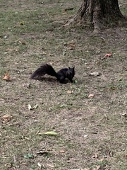 Sciurus carolinensis