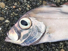 Trachipterus altivelis