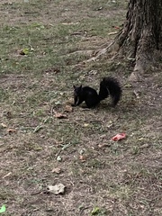 Sciurus carolinensis