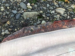 Trachipterus altivelis