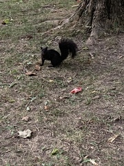 Sciurus carolinensis