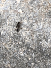 Tetramorium immigrans