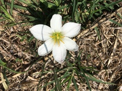 Zephyranthes alba