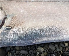 Trachipterus altivelis