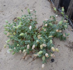 Silene uniflora thorei