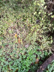 Coprosma rhamnoides