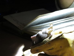 Macrotus californicus