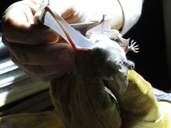 Macrotus californicus