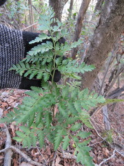 Lophosoria