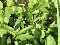Persicaria pubescens