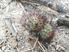 Escobaria emskoetteriana