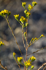 Deinandra fasciculata