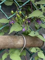 Solanum dulcamara