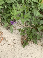 Solanum dulcamara