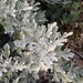 Artemisia stelleriana - Photo (c) kelseydinaut, osa oikeuksista pidätetään (CC BY-NC)