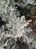 Hoary Mugwort - Photo (c) kelseydinaut, some rights reserved (CC BY-NC)