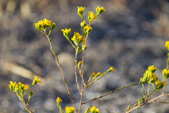 Deinandra fasciculata