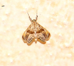 Cosmopterosis jasonhalli