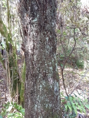 Cyathea medullaris