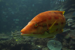 Bodianus rubrisos