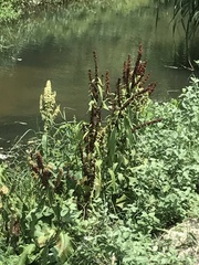 Rumex trisetifer