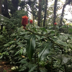 Costus montanus