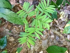 Cryptochloa strictiflora