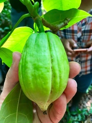 Jacaratia dolichaula