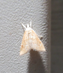 Glaphyria sesquistrialis