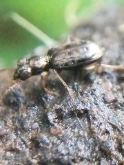 Asaphidion