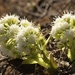 White Butterbur - Photo (c) AnneTanne, some rights reserved (CC BY-NC)