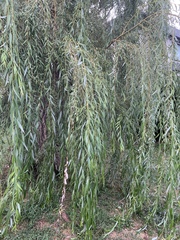 Salix