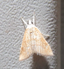 Glaphyria sesquistrialis