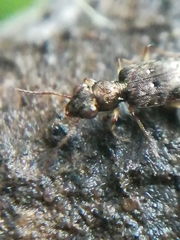 Asaphidion