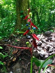 Heliconia schiedeana