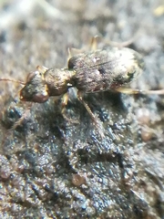Asaphidion