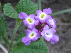 Lantana megapotamica