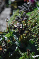 Micranthes melanocentra